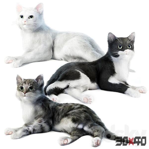 现代宠物猫咪3d模型下载 -30x40 Mood