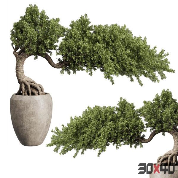 植物盆栽3d模型下载-30x40 Mood