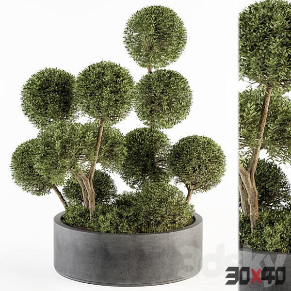 绿植盆栽3d模型下载-30x40 Mood