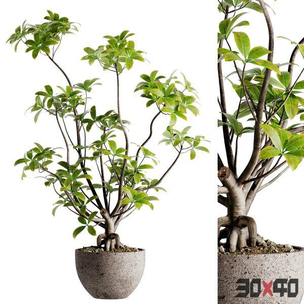 Indoor Bonsai Plants 57-30x40 Mood