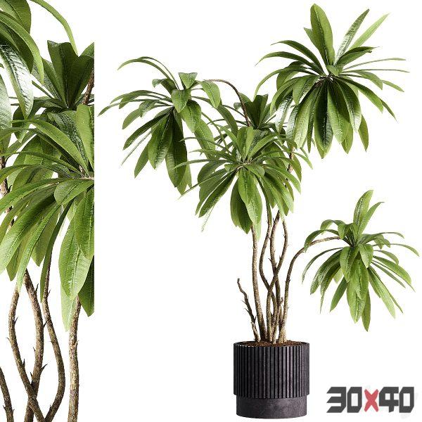 indoor plants - 45 plants in pot-30x40 Mood