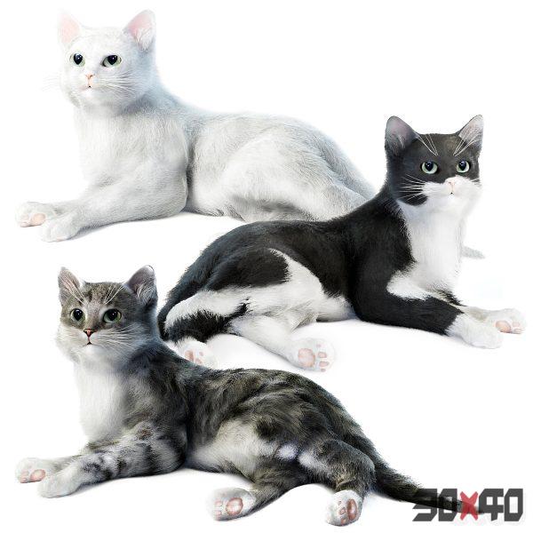 Relaxing cat 1-30x40 Mood