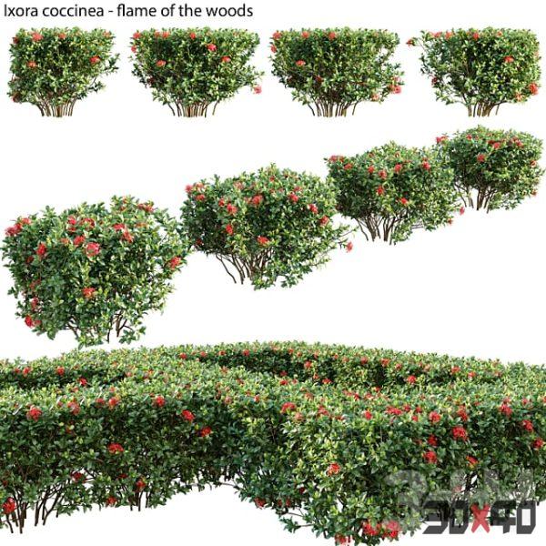 Ixora coccinea - flame of the woods - 03-30x40 Mood