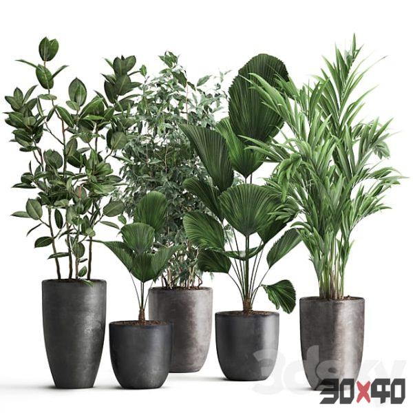 Collection of plants in black pots Likuala, Hovea palm, Ficus Benjamin. Set 1003.
