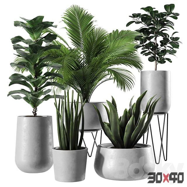 Indoor Plant Set 2