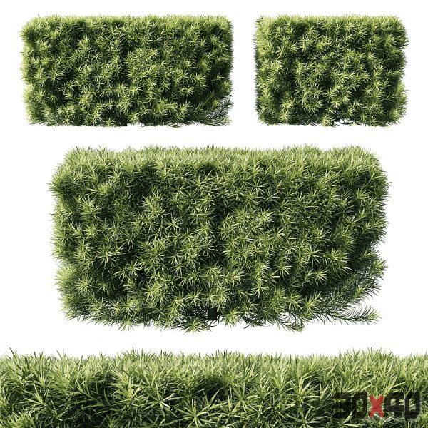 Podocarpus macrophyllas 05-30x40 Mood