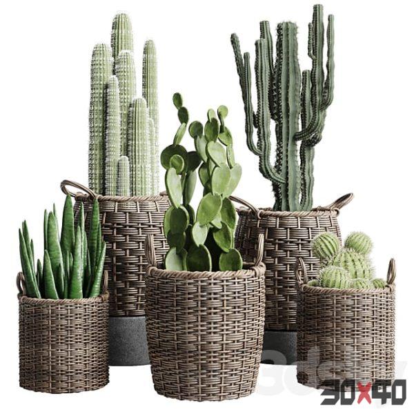 collection indoor outdoor plant 112 stair basket rattan vase pot cactus-30x40 Mood