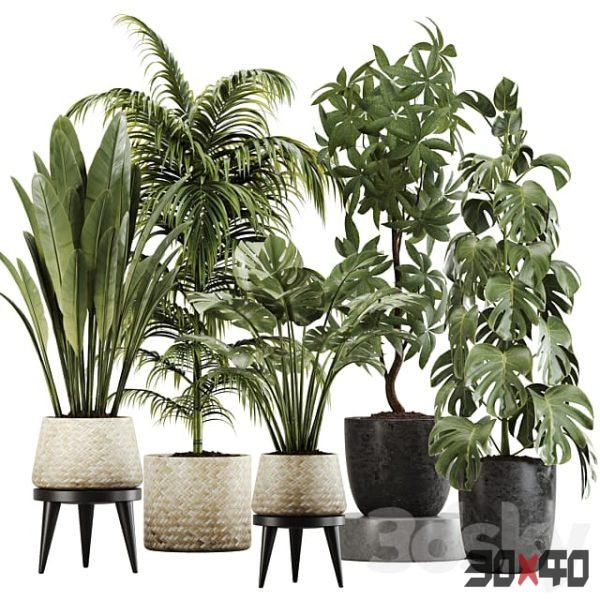 indoor plant set 20