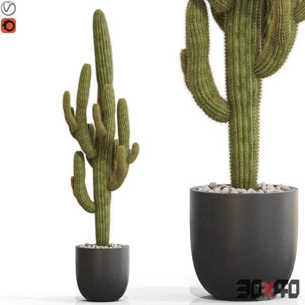 Plants collection 690-30x40 Mood