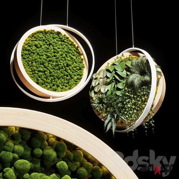hanging garden and hanging moss in wooden frame 218