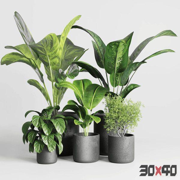 Collection indoor plant 236 plant ficus rubbery ficus lyrata concrete vase-30x40 Mood