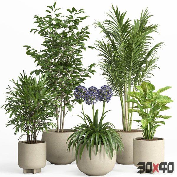 indoor plant set 026