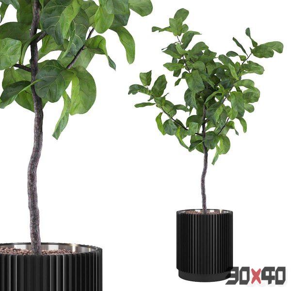 Plants collection 116 - ficus lyrata-30x40 Mood