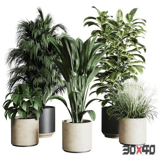 Collection indoor plant 284 plant ficus rubbery monstera palm concrete dirt vase