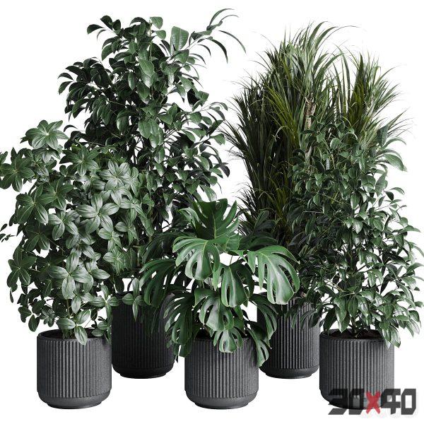 indoor plant set 308 pot palm ficus rubbery monstera concrete dirt vase