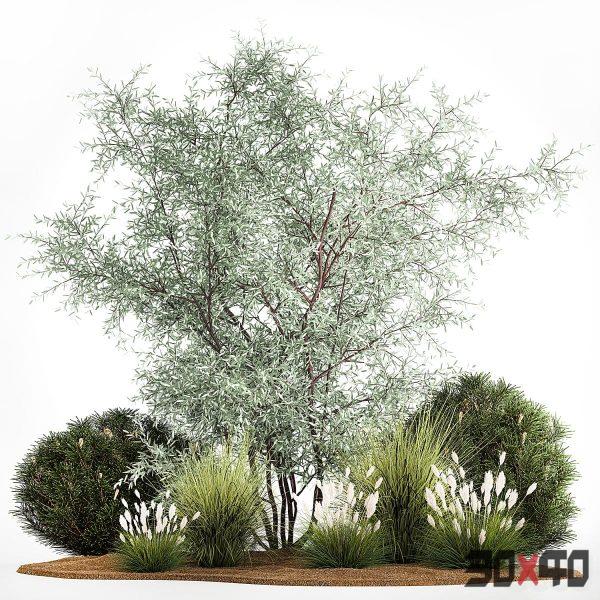 Alpine hill with olive bushes, pine, reeds, feather grass, Elaeagnus commutata. Plant set 1189