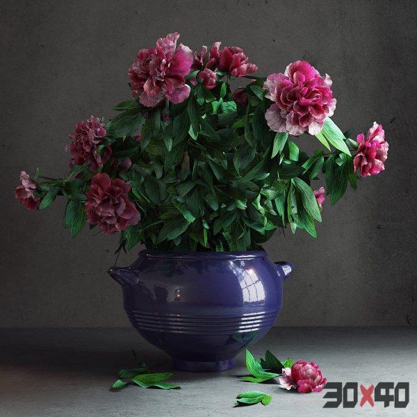 Peony Garden-30x40 Mood