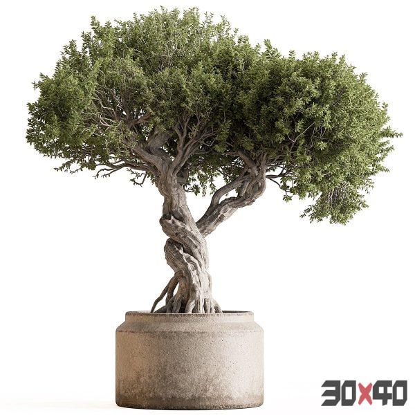 Indoor Plant 753 - Bonsai Set-30x40 Mood