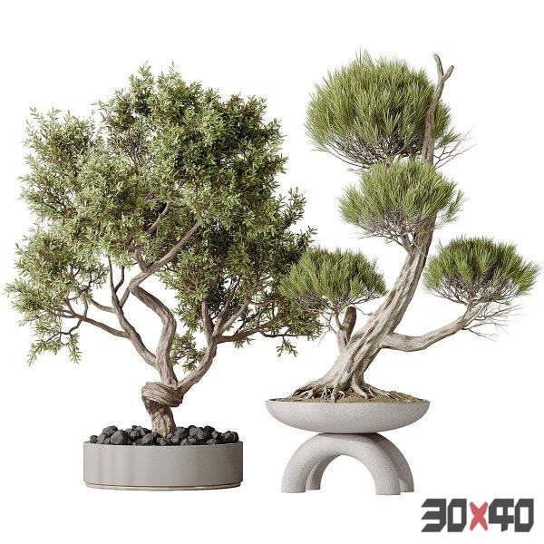 Indoor plants set 152 Ficus Retusa Microcarpa Bonsai Ginseng and Bonsai Pinus Pentaphylla Thunbergii