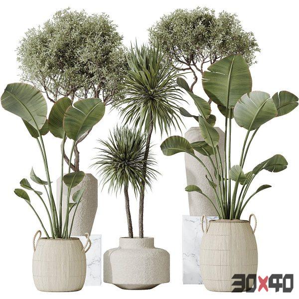 AV Indoor plants set 172 Mission Arbequina Olive and Ravenala Banana Strelitzia and Spineless Yucca Aloifolia Rostrata-30x40 Mood