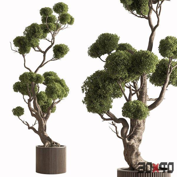 Indoor Plant 897 - Topiary Ball Tree