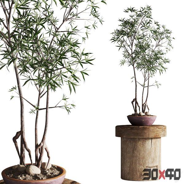 Australian bottleneck plant in planter-30x40 Mood